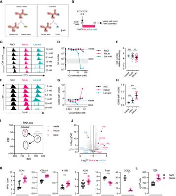 Lactate exposure shapes the metabolic and transcriptomic profile of CD8+ T cells